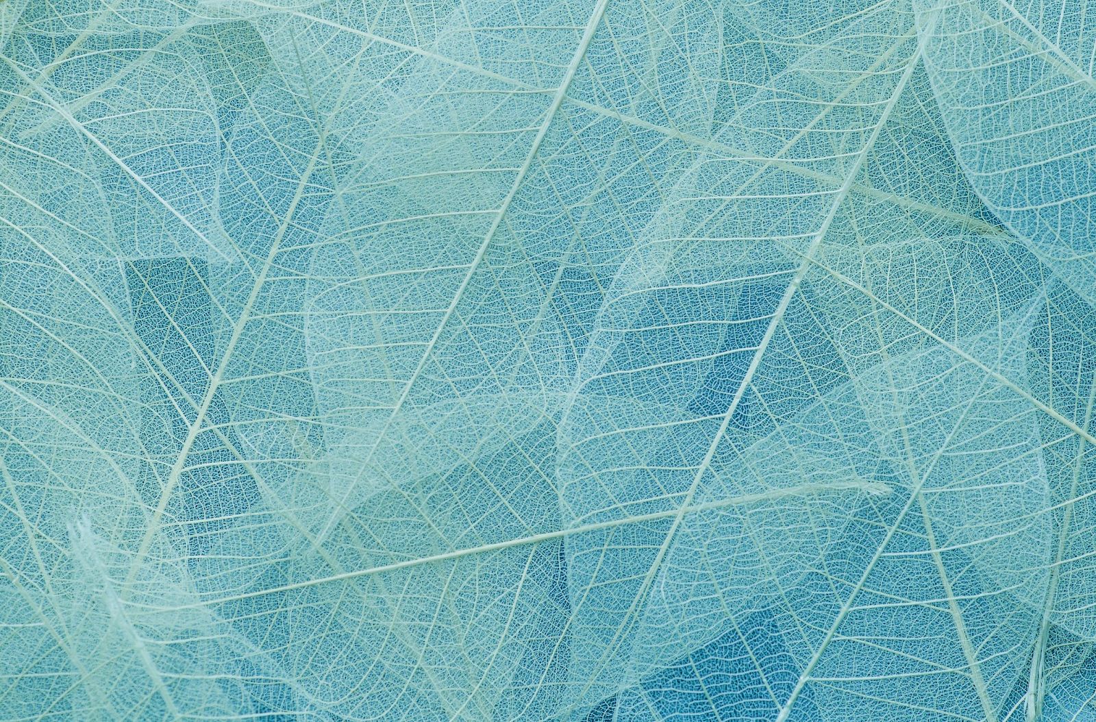 The image shows a close-up of delicate, translucent pale blue leaves overlapping each other in an intricate pattern.